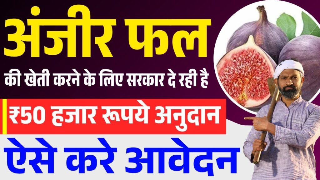 Bihar Anjeer Vikas Yojana 2025
